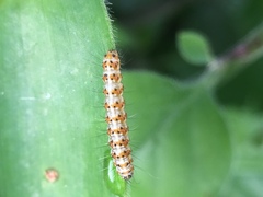 Lepidoptera