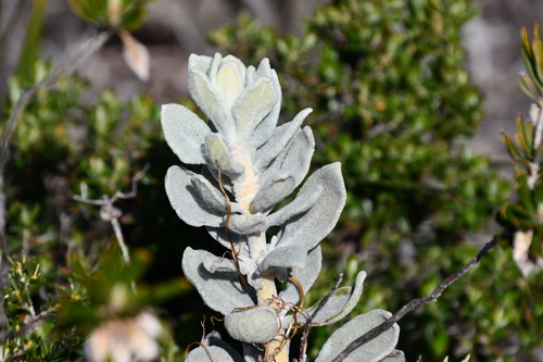 Image of Quoya verbascina by (c) Thomas Mesaglio, some rights reserved (CC BY)