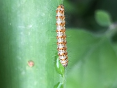 Lepidoptera