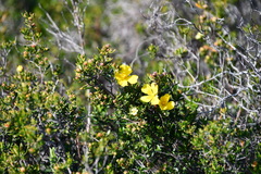 Hibbertia hypericoides