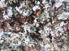 Fungi