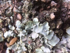 Fungi