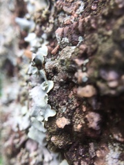 Fungi