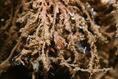 Unidentiidae