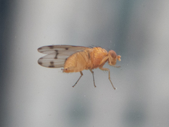 Lauxaniinae