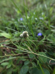 Cyperus