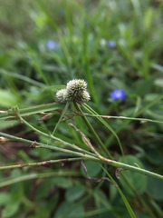 Cyperus