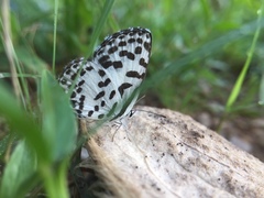 Castalius rosimon