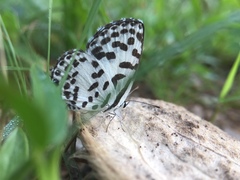 Castalius rosimon