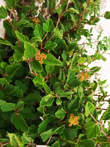 Japanese Spirea