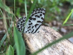 Castalius rosimon