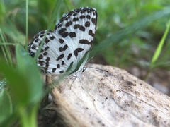 Castalius rosimon