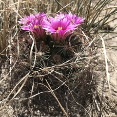 Mammillaria wrightii wrightii