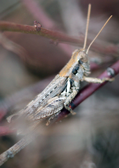 Melanoplus cinereus