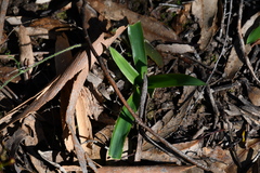 Chamaescilla corymbosa