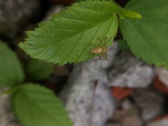 Oxyopes