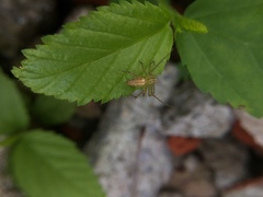 Oxyopes