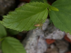 Oxyopes
