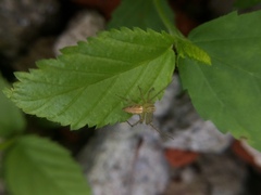 Oxyopes