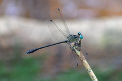 Heliogomphus kelantanensis