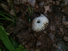 Mollusca