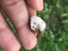 Mollusca