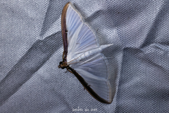 Cydalima laticostalis