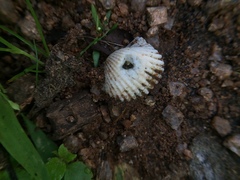 Mollusca
