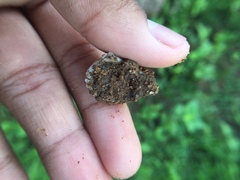 Mollusca