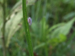 Nisia nervosa