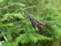 Carex atratiformis