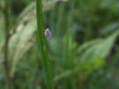 Nisia nervosa