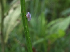 Nisia nervosa