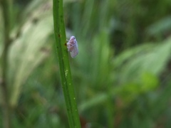Nisia nervosa