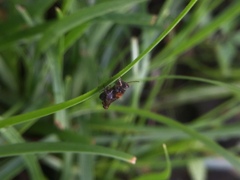 Orthoptera