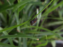Orthoptera