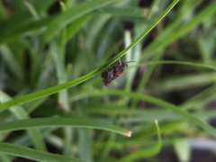 Orthoptera