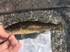 Gadus macrocephalus