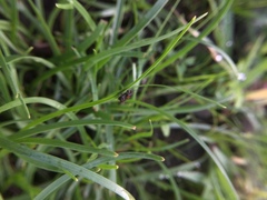Orthoptera
