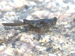 Orthoptera