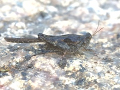 Orthoptera