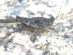 Orthoptera