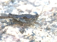 Orthoptera