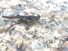 Orthoptera