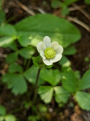 Anemone parviflora