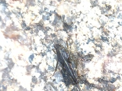 Orthoptera