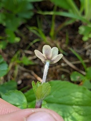 Anemone parviflora
