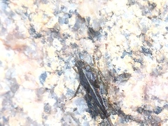 Orthoptera