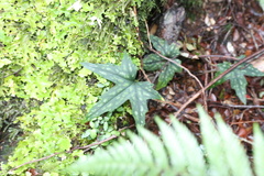 Knowltonia hepaticifolia