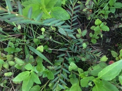 Phyllanthus virgatus